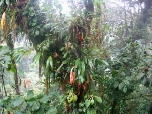 Epiphyte-rainforests
