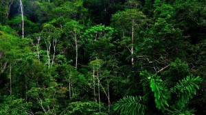 Equatorial Rainforest Climate