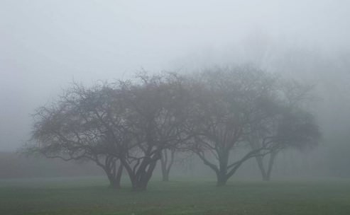 Fog - forms of condensation