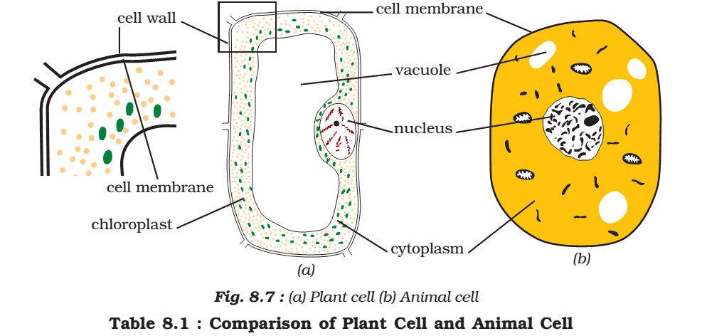 Animal cell - Plant cell - Comparison