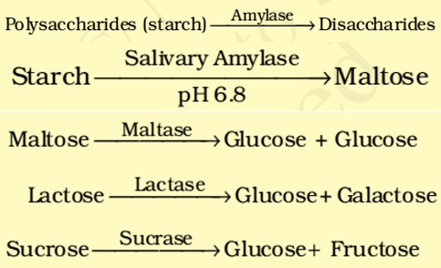 Enzyme action in mouth - Salivary Amylase