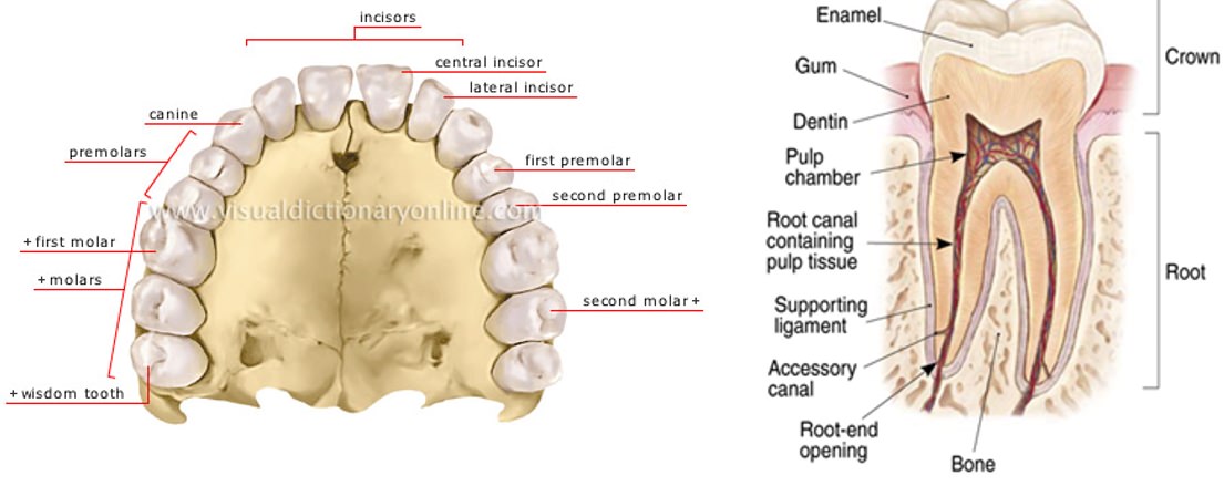 Human Teeth - Tooth - incisors, canine, premolars, molars