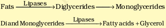 Lipase - Enzyme Action in small intensine - digestion of fatsLipase - Enzyme Action in small intensine - digestion of fats