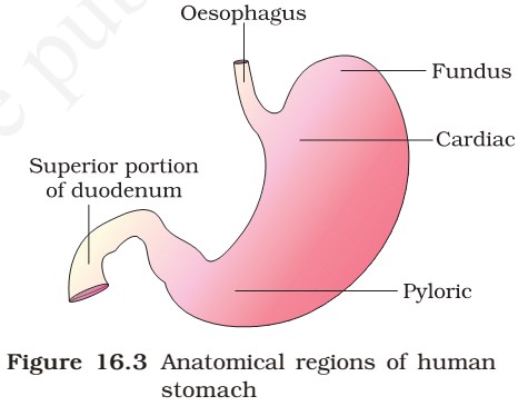 Stomach - Human Digestive System