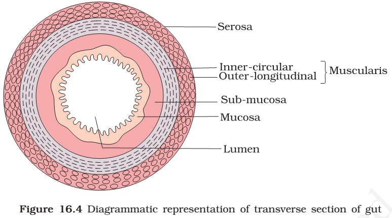 Transverse section of gut-alimentary canal