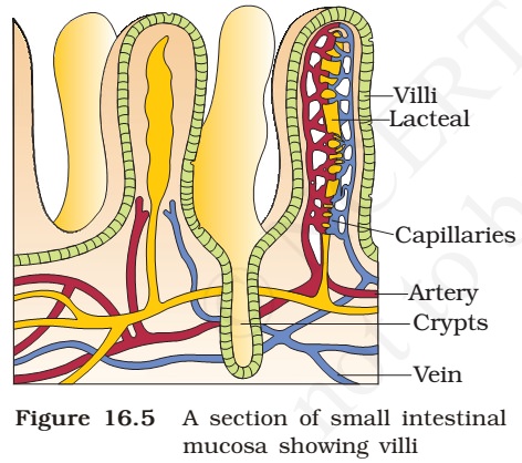 intestinal mucosa - villiintestinal mucosa - villi