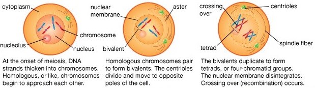 meiosis - meiotic cell division - prophase I