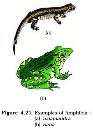 Amphibia - salamander - frog
