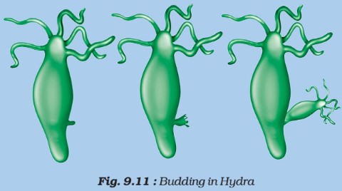 Asexual Reproduction - budding in hydra
