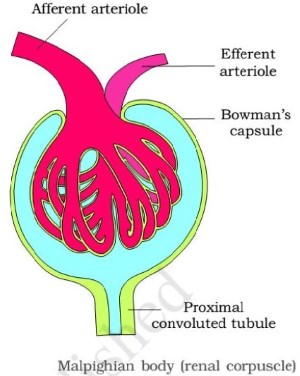 Bowman's Capsule - kidney
