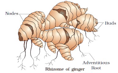 Budding - Rhizome of Ginger