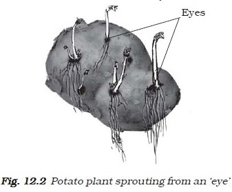 Budding - Sprouting Eye Potato