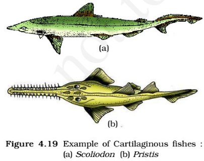 Chondrichthyes - cartilaginous fishes