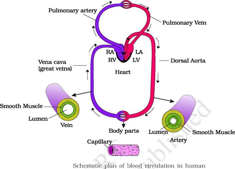 Double Circulation - Vein - Artery