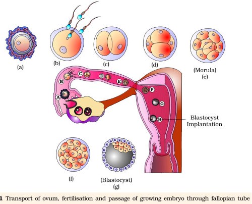 Fertilisation And Implantation
