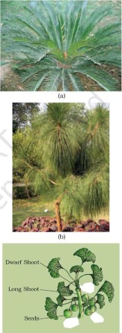 Gymnosperms - Cycas - Pinus - Ginkgo (Mobile)