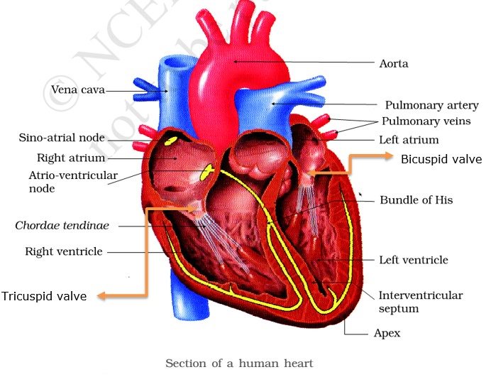 Human Heart - Human Circulatory System