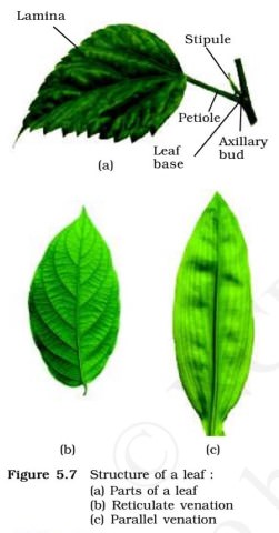 Leaf Venation - Parallel - Reticulate
