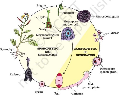 Life cycle of an angiosperm (Custom)Life cycle of an angiosperm (Custom)