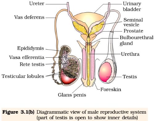 Male Reproductive System - ncert
