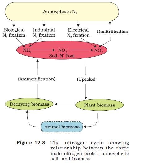 Nitrogen Cycle - Atmosphere - Biomass - Soil