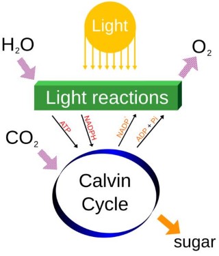 Photosynthesis - Light Reactions (Mobile)