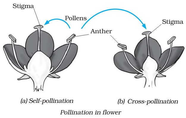 Pollination in Flower - Self-Cross Pollination