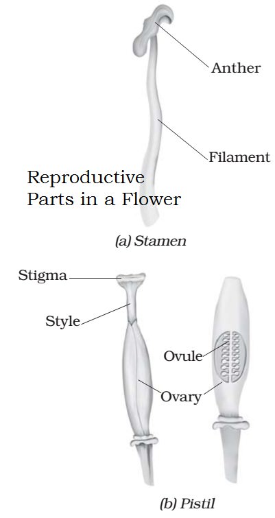 Reproductive Parts FlowerReproductive Parts Flower