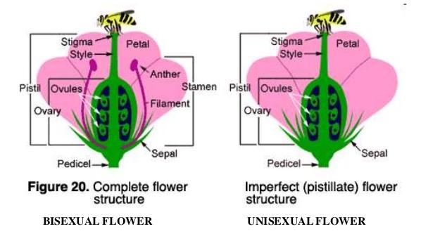 Sexual Reproduction in Plants – Unisexual and Bisexual