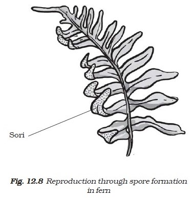 Spore formation Ferns