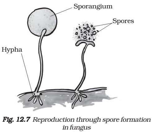 Spore formation Fungus