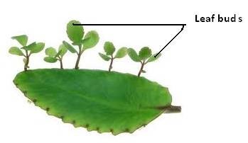 Vegetative Propagation - Budding - Bryophyllum