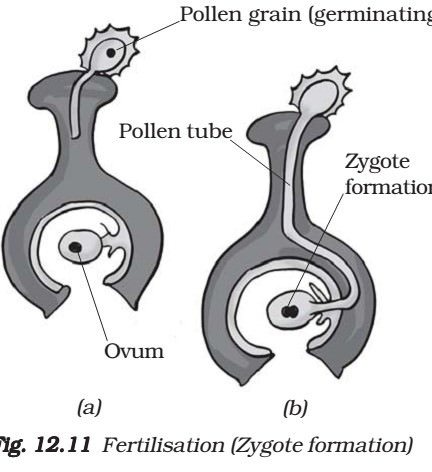Zygote Formation - Fertilisation