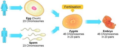 human - reproduction - fertilization - zygote