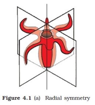 radial symmetry