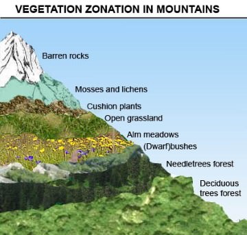 Vertical zonation of vegetation Himalayas