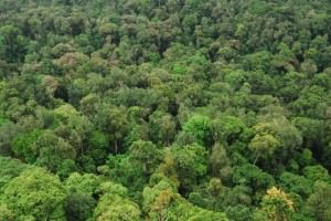 Canopy-equatorial rainforests
