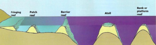 Fringing Reef Diagram