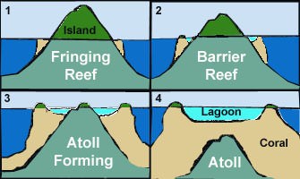 Coral Reef Diagram Labeled