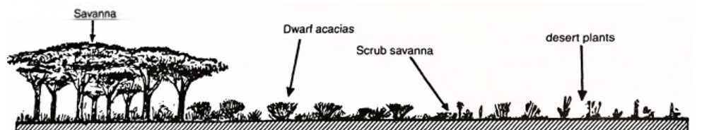 Natural Vegetation of Savanna Climate