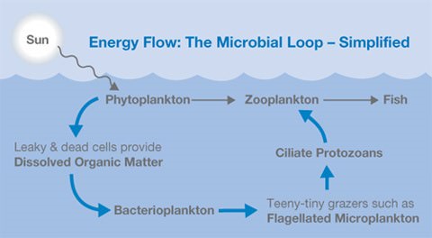 Phytoplankton Fish feed