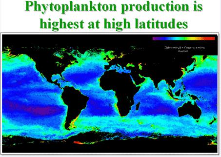 Phytoplankton production in different seas