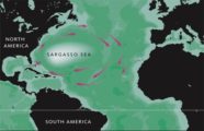 Sargasso Sea-gyre