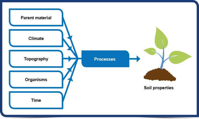 Factors that influence soil formation in Indian Conditions ...