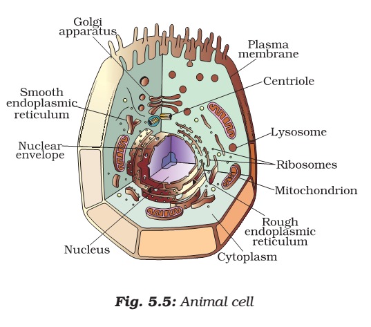 Cell Organelles | Plant Cell vs. Animal Cell - PMF IAS
