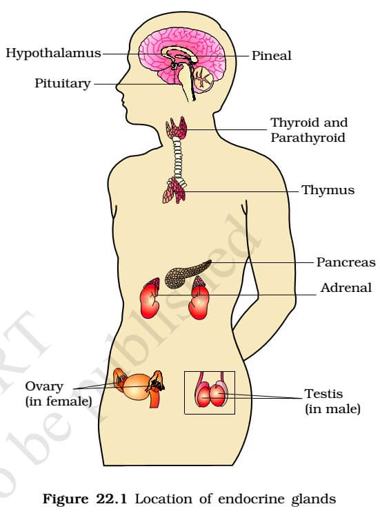 Endocrine Glands and Hormones | PMF IAS