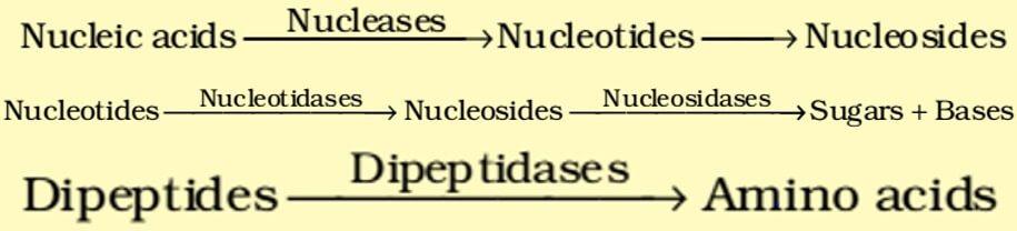 Enzyme Action in Small Intestine - Digestion of proteins