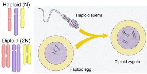 Haploid-diploid-n-2n
