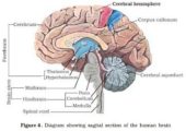 Human Brain - Human Neural System