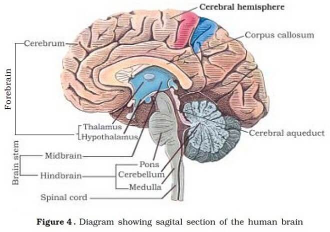 Human Neural System | Human Brain | PMF IAS